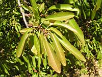 Amandier - Prunus amygdalus (en Corse) (02) (Photo F. Mrugala)